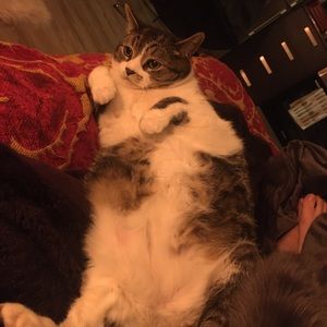 Meet your Posher, Mia